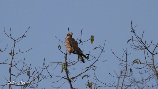 Oriental Honey-buzzard (Indomalayan) - ML201790121