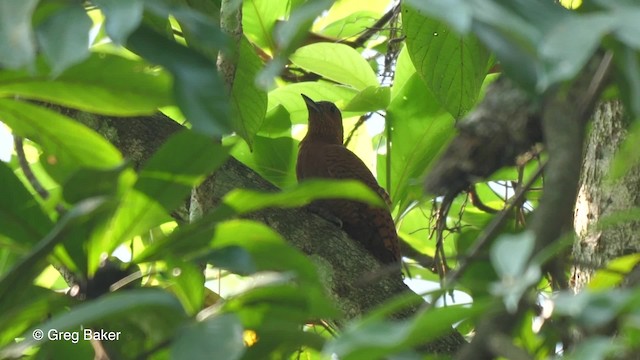 Rufous Woodpecker - ML201790151
