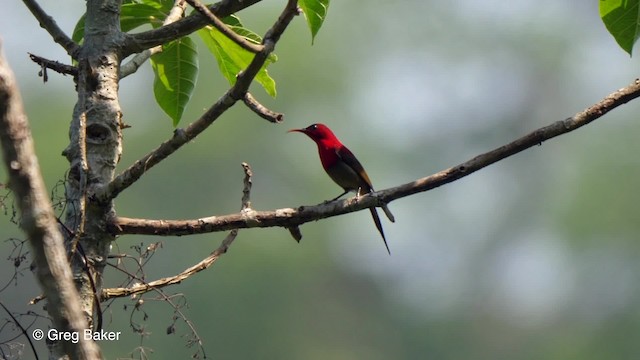 Crimson Sunbird (Goulpourah) - ML201790161