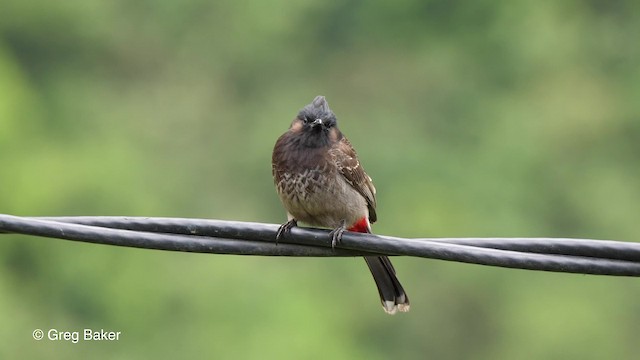 Red-vented Bulbul - ML201790261