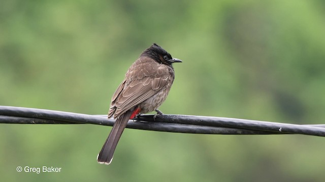 Red-vented Bulbul - ML201790271