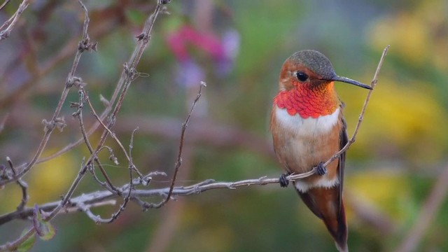Rufous Hummingbird - ML201791331