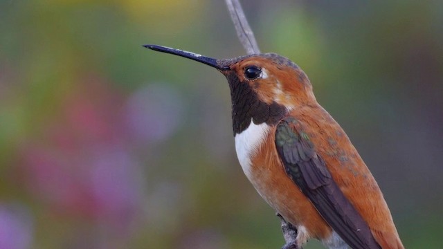 Rufous Hummingbird - ML201791351