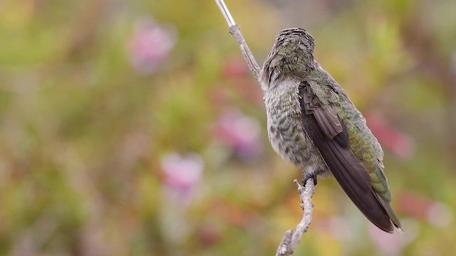 Anna's Hummingbird - ML201791371