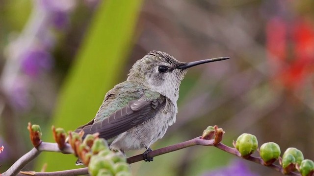 Anna's Hummingbird - ML201791381