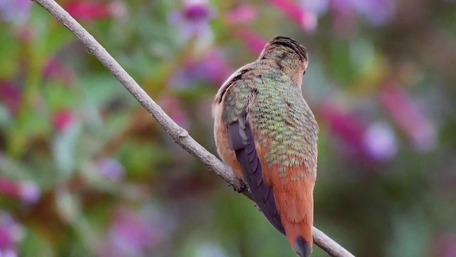 Allen's Hummingbird - ML201791391