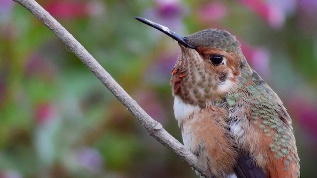 Allen's Hummingbird - ML201791401