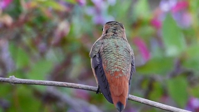 Allen's Hummingbird - ML201791411