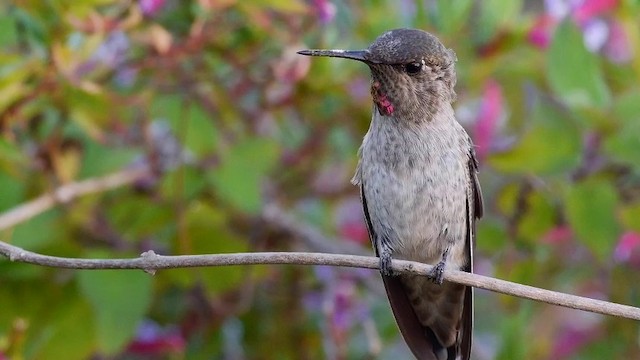 Anna's Hummingbird - ML201791421