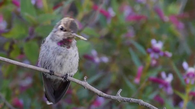 Anna's Hummingbird - ML201791431