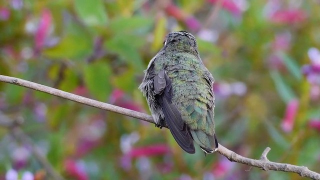 Anna's Hummingbird - ML201791441