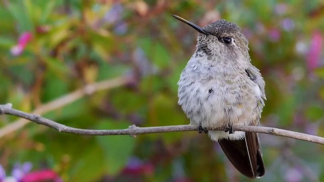 Anna's Hummingbird - ML201791451