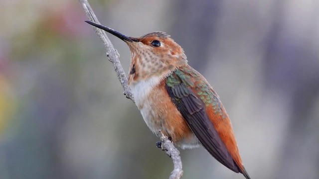 Allen's Hummingbird - ML201791461
