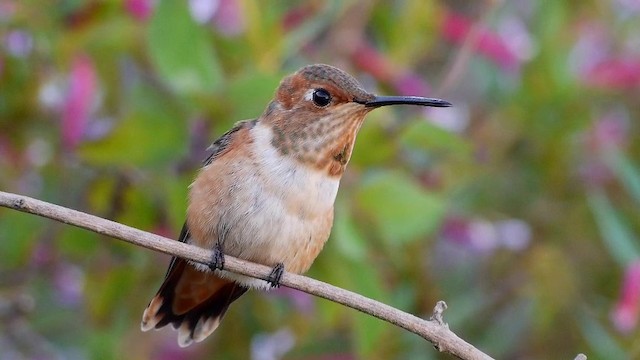 Allen's Hummingbird - ML201791471