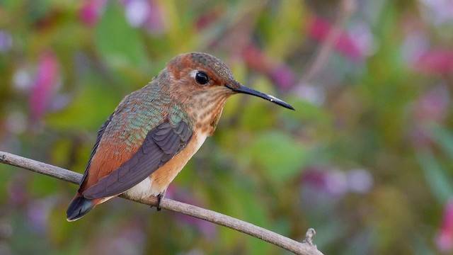 Allen's Hummingbird - ML201791481