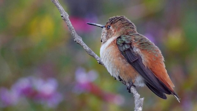 Allen's Hummingbird - ML201791501