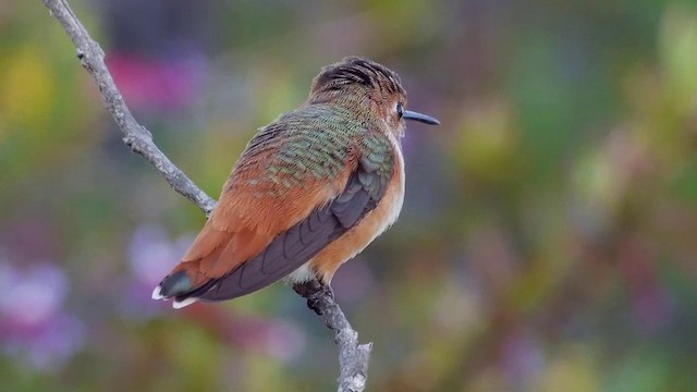 Allen's Hummingbird - ML201791511