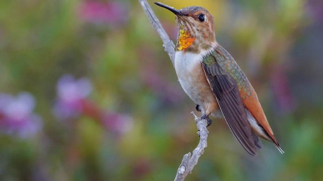 Allen's Hummingbird - ML201791521