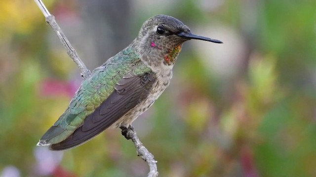 Anna's Hummingbird - ML201791541