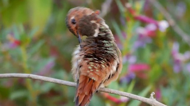 Allen's Hummingbird - ML201791581