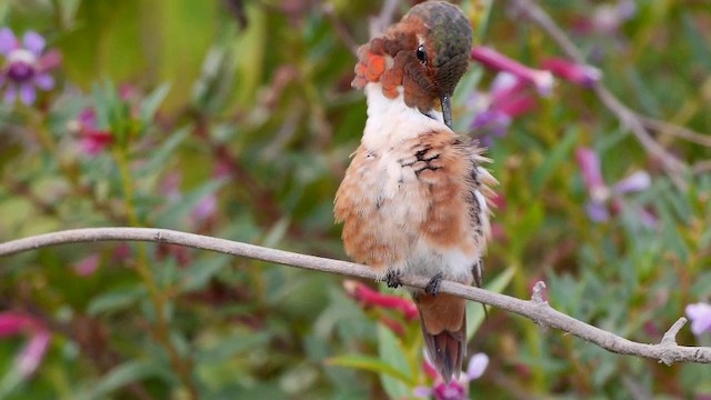 Allen's Hummingbird - ML201791591