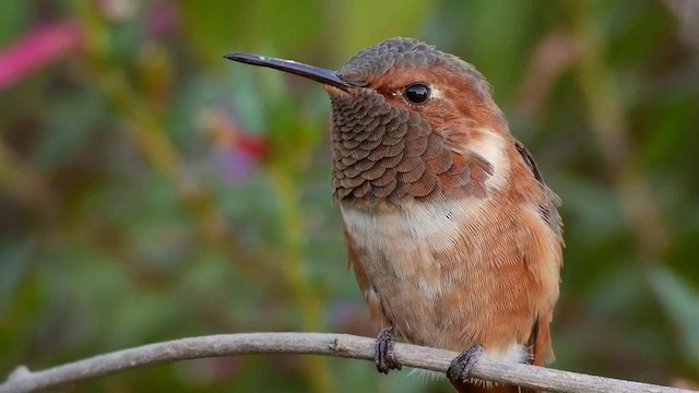 Allen's Hummingbird - ML201791601