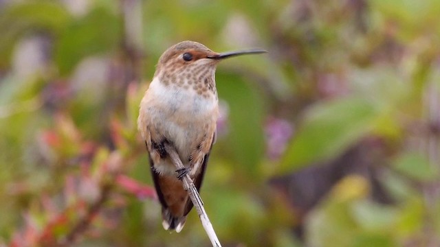 Allen's Hummingbird - ML201791621