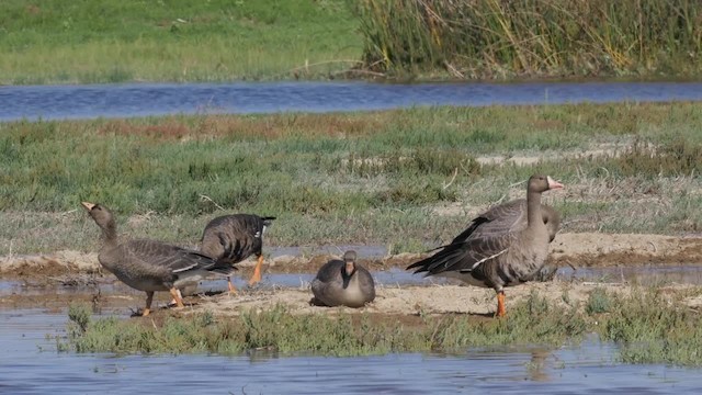 Greater White-fronted Goose (Western) - ML201791651