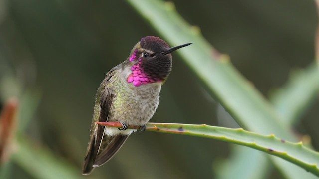 Anna's Hummingbird - ML201792031