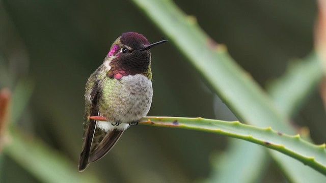 Anna's Hummingbird - ML201792041