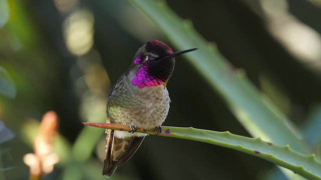Anna's Hummingbird - ML201792051