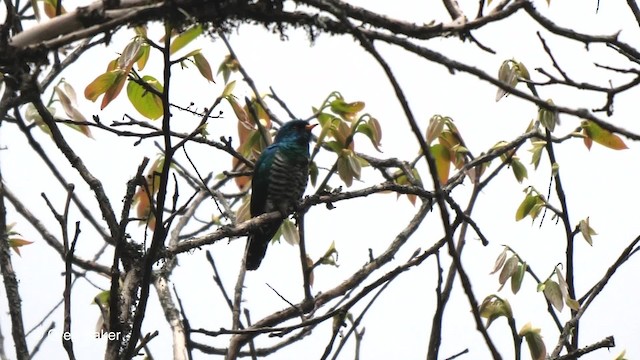 Asian Emerald Cuckoo - ML201792421