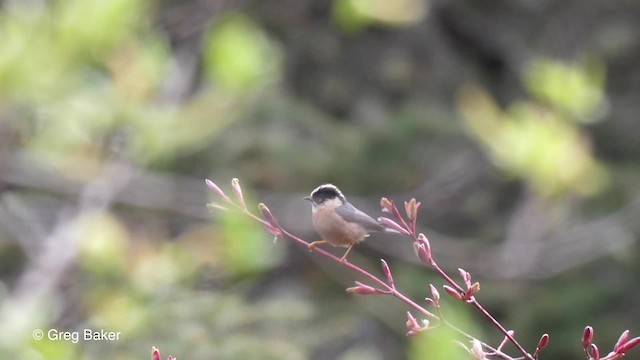 Black-browed Tit (Rufous-fronted) - ML201792661