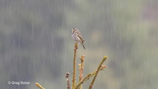 Olive-backed Pipit - ML201792711