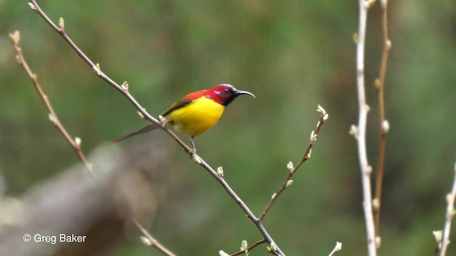 Mrs. Gould's Sunbird (Yellow-breasted) - ML201792721