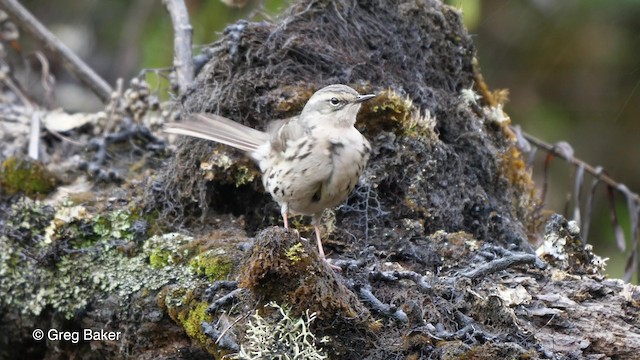  - Rosy Pipit