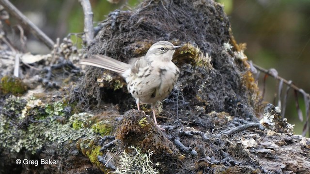 Rosy Pipit - ML201792821