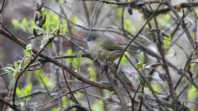  - Green Shrike-Babbler (Black-crowned)