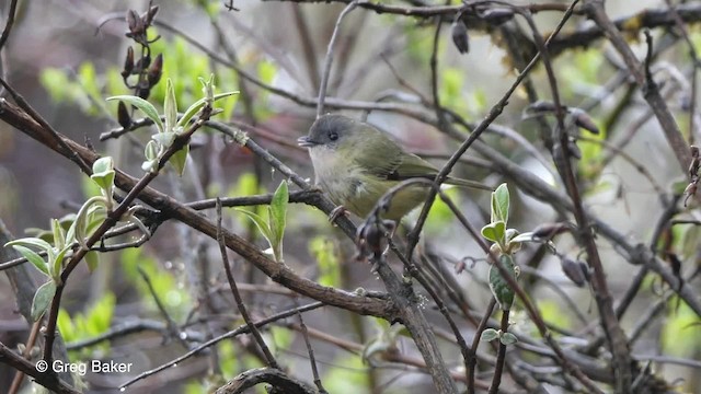 Green Shrike-Babbler (Black-crowned) - ML201792831