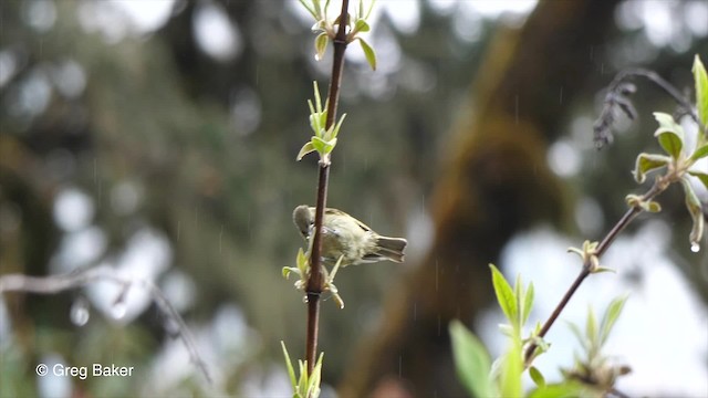 Yellow-browed Tit - ML201792841