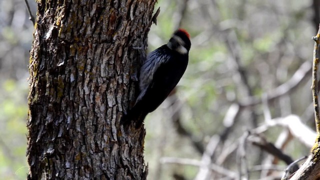 Acorn Woodpecker (Acorn) - ML201793181