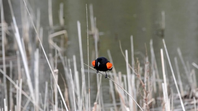 Red-winged Blackbird (Red-winged) - ML201793261