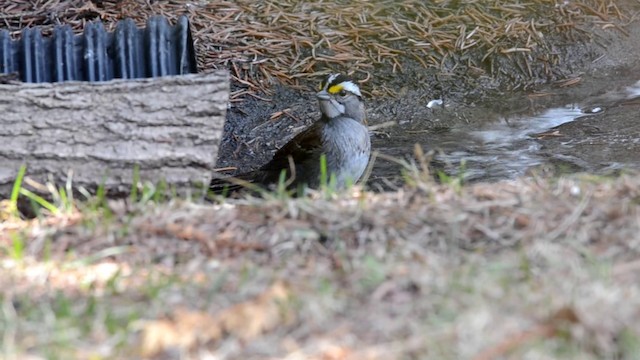 White-throated Sparrow - ML201793491