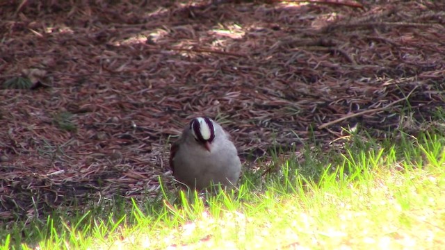 White-crowned Sparrow - ML201793501