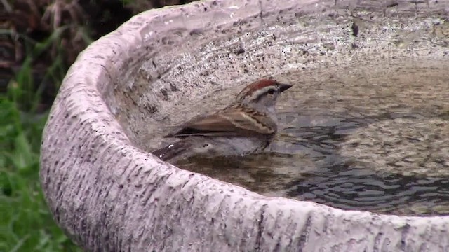 Chipping Sparrow - ML201793531