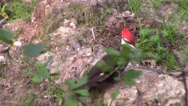 Pileated Woodpecker - ML201793561
