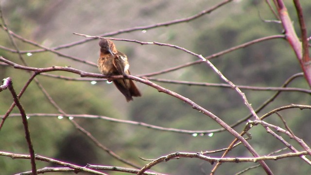 kolibřík duhovohřbetý - ML201793711