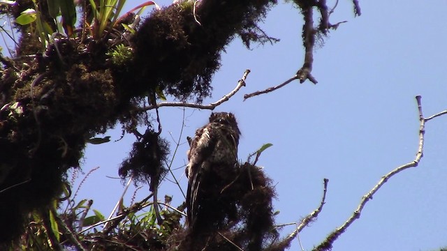 Andean Potoo - ML201793811