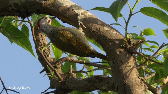 Fine-spotted Woodpecker - ML201793991