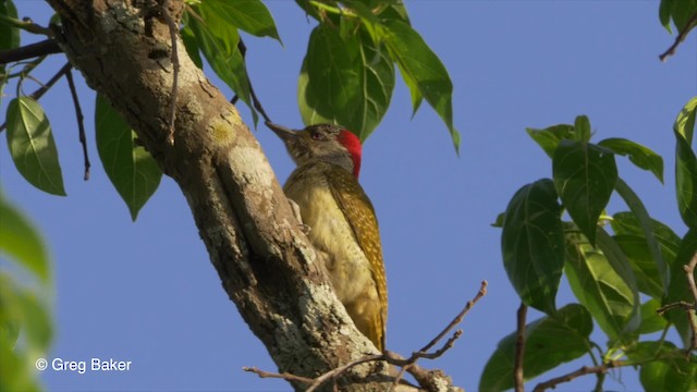 Fine-spotted Woodpecker - ML201794001